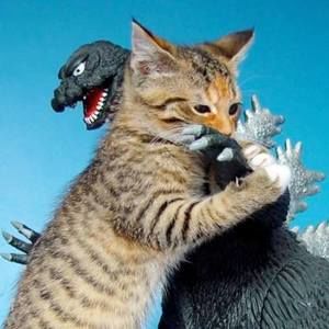 Meet your Posher, Gail